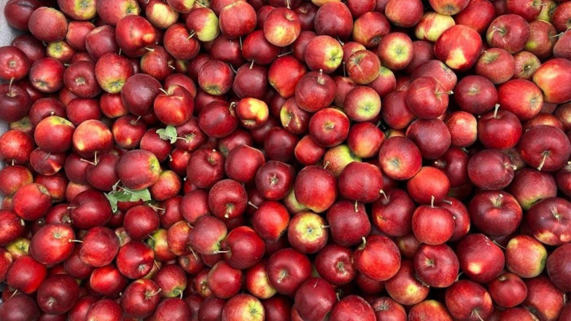 Web design and web shop for Fruitbedrijf Distelmans